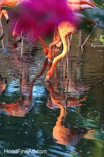 last rays of setting sun