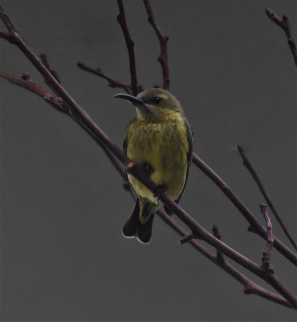 Last Splendid sunbird in captivity?
