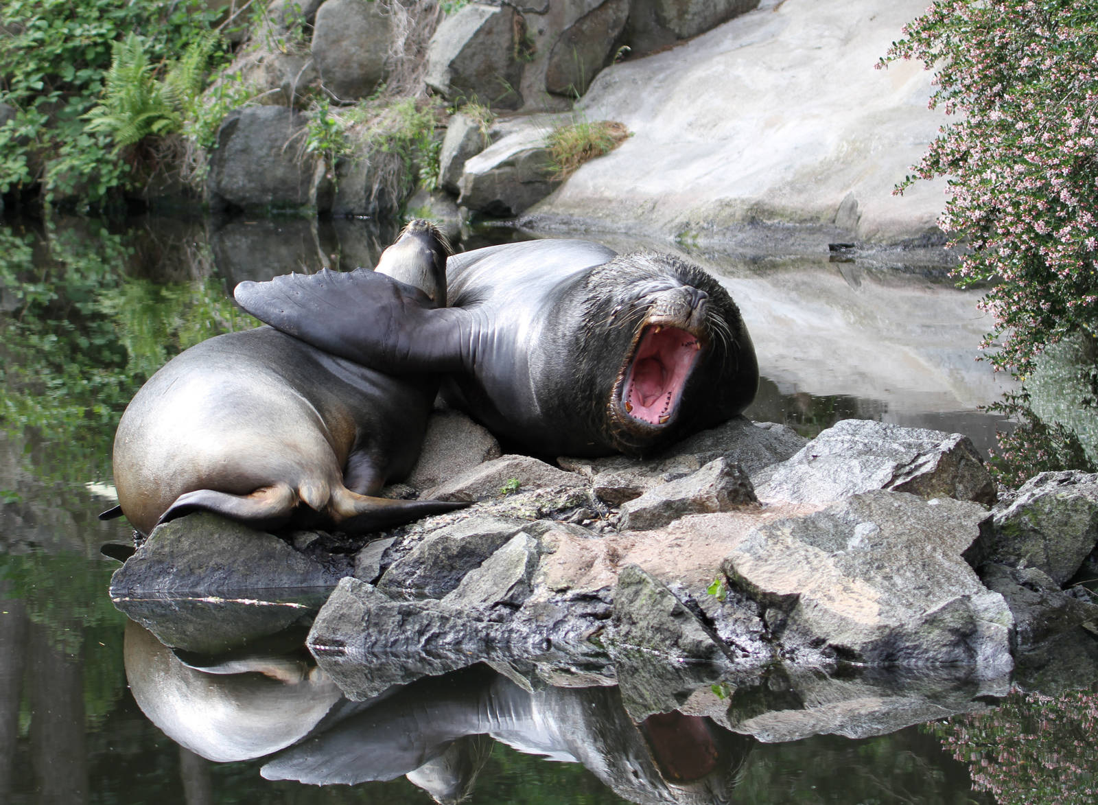 Last Time I Saw The Sea Lions, 14 June 2011