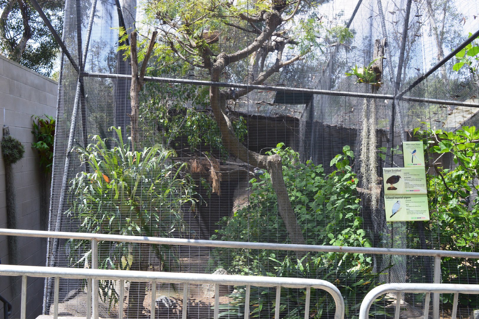 Last Tongan Scrubfowl Aviary