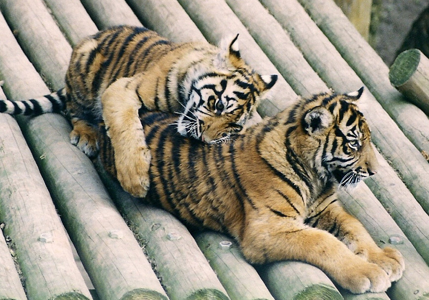 Last Two Cubs Born At The Zoo