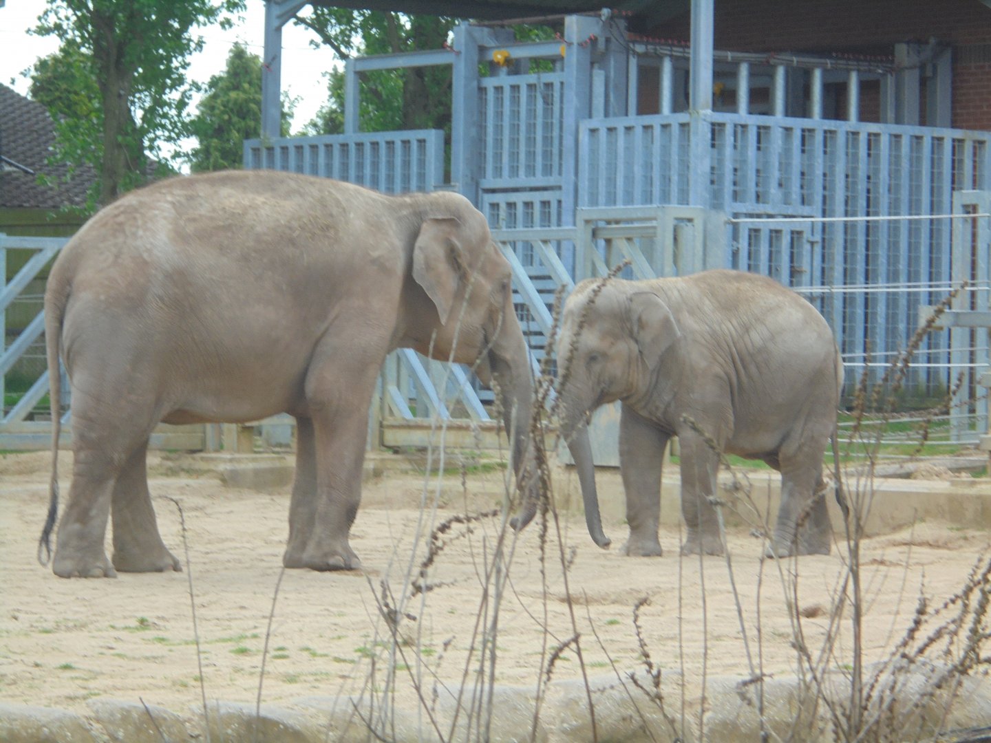 Last Two elephants- 'Norjahan' and her calf 'Esha'