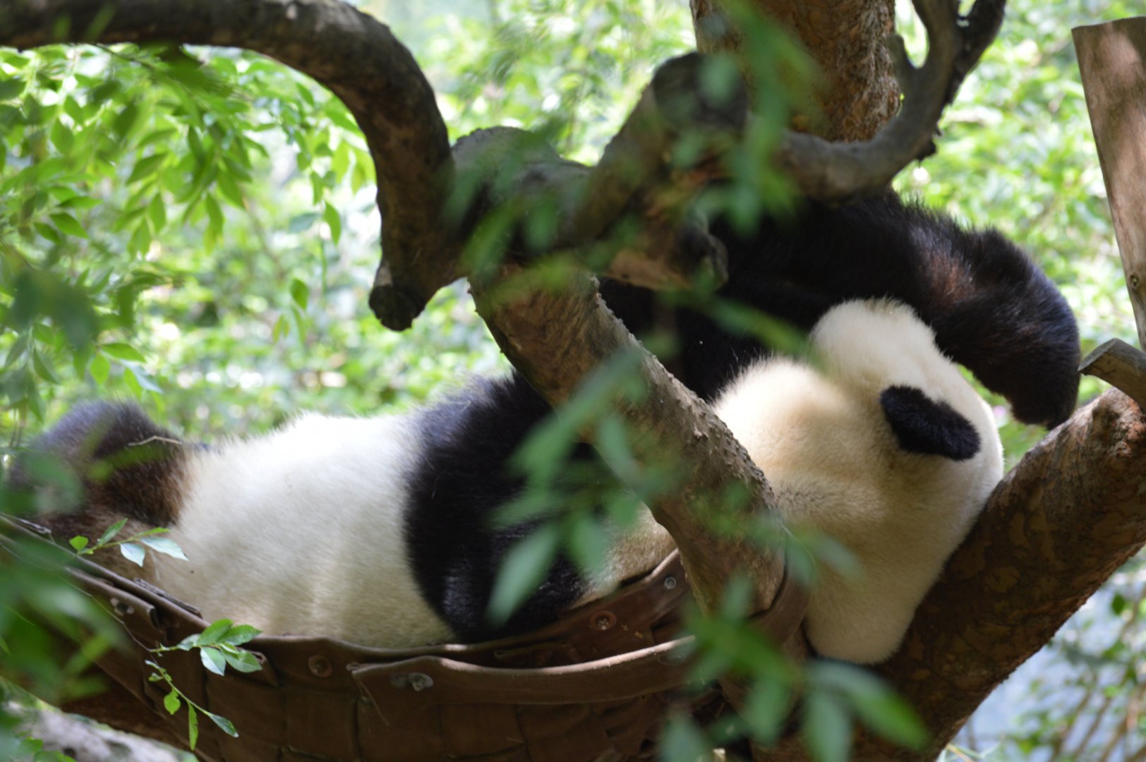 Last week of the Panda