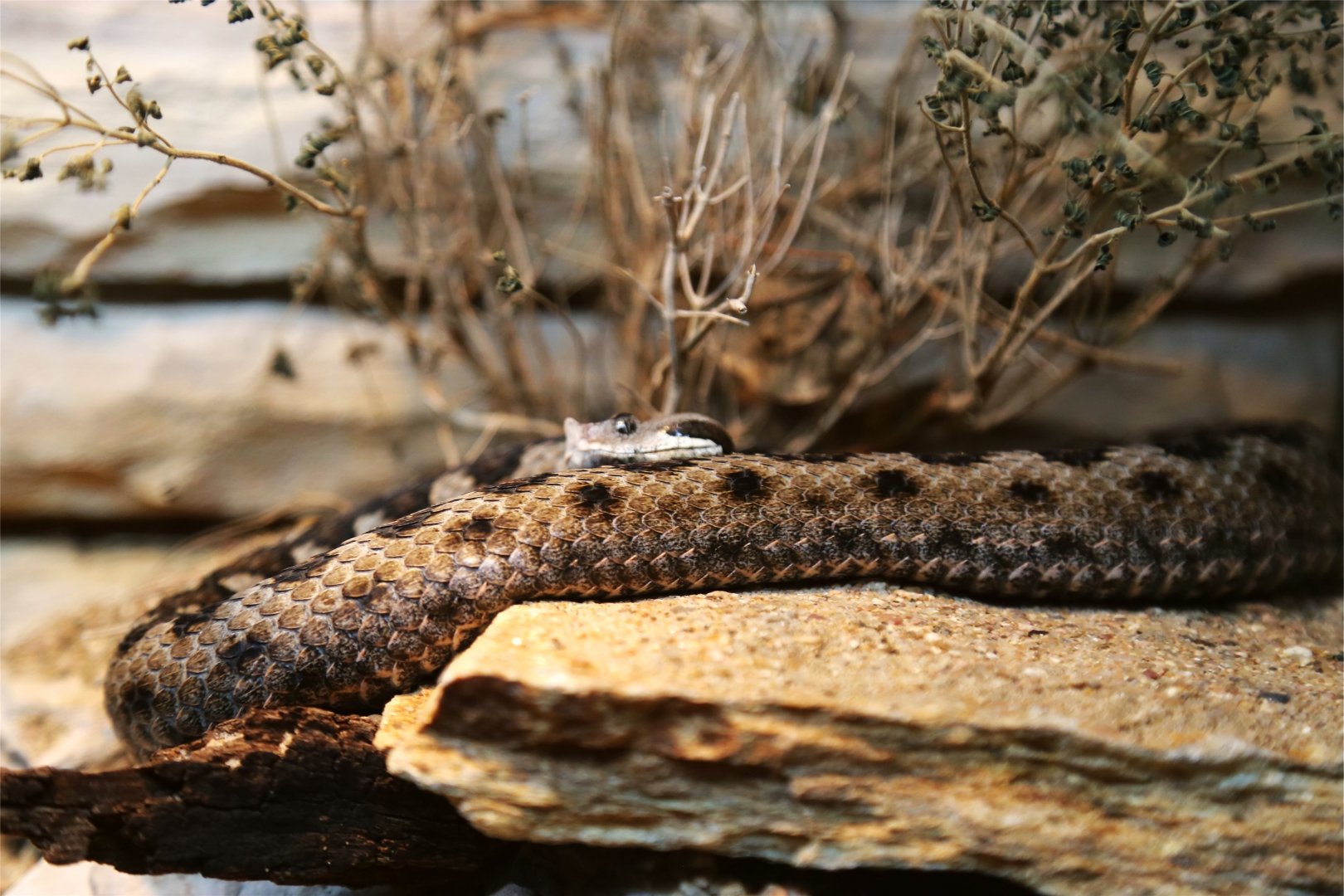 Lataste's Viper (Vipera latastei)