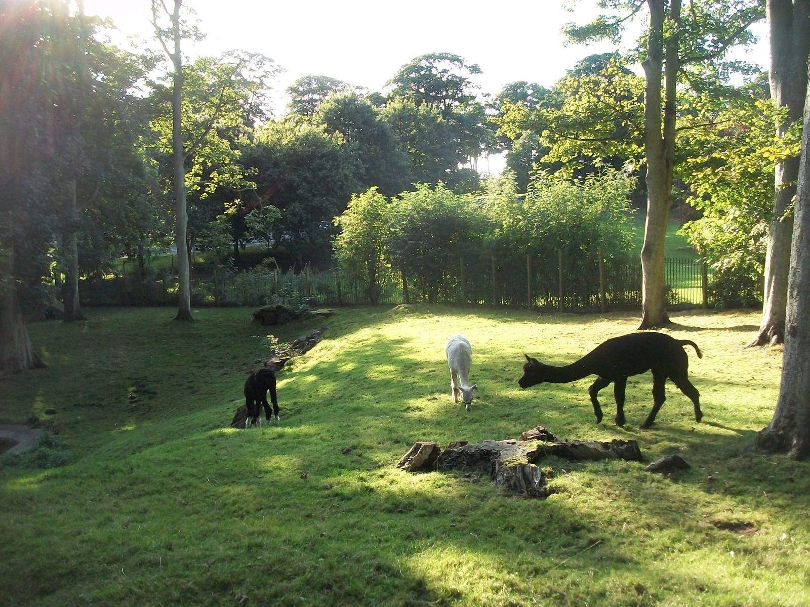 Late afternoon at Sewerby Zoo 22nd September 2012
