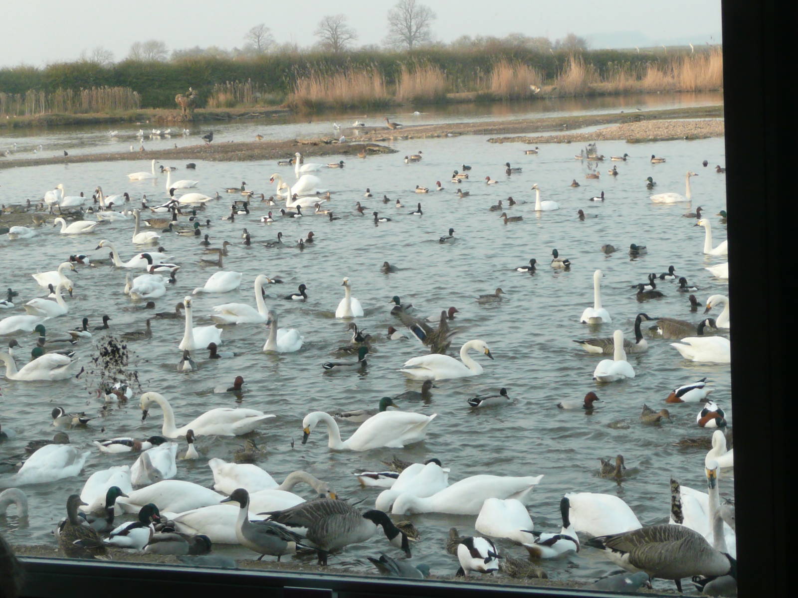Late afternoon feed of wild waterfowl