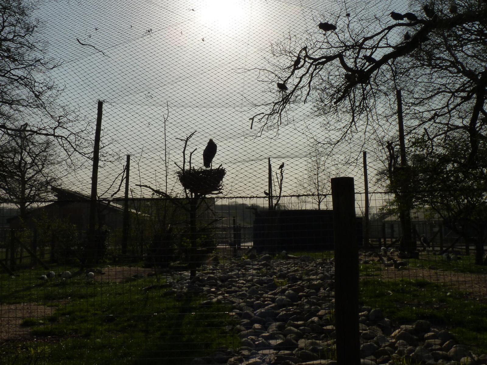 Late Afternoon Sun over Marabou Mansions