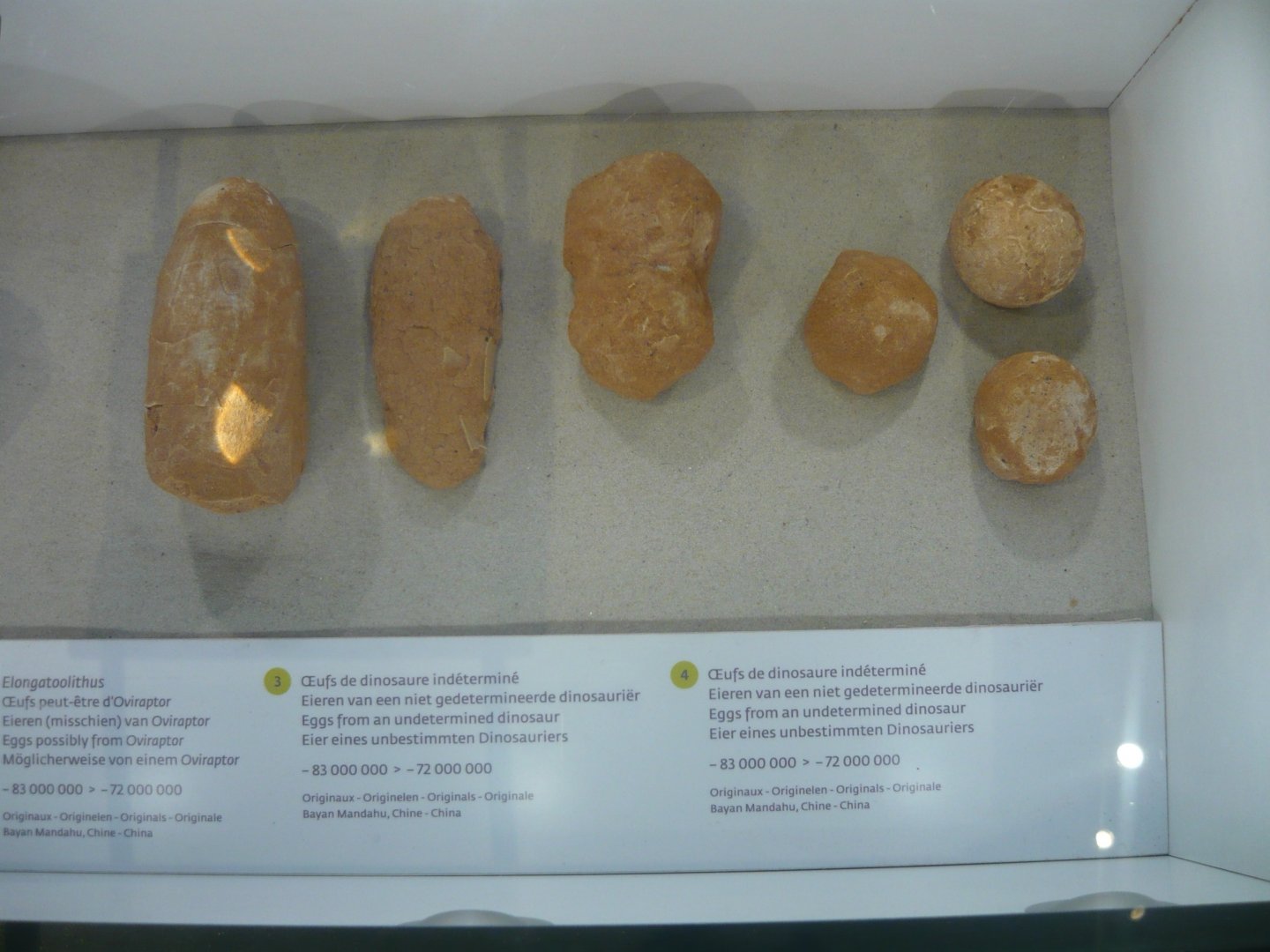 Late Cretaceous dinosaur eggs