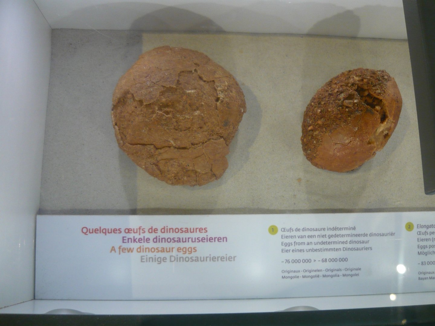 Late Cretaceous dinosaur eggs