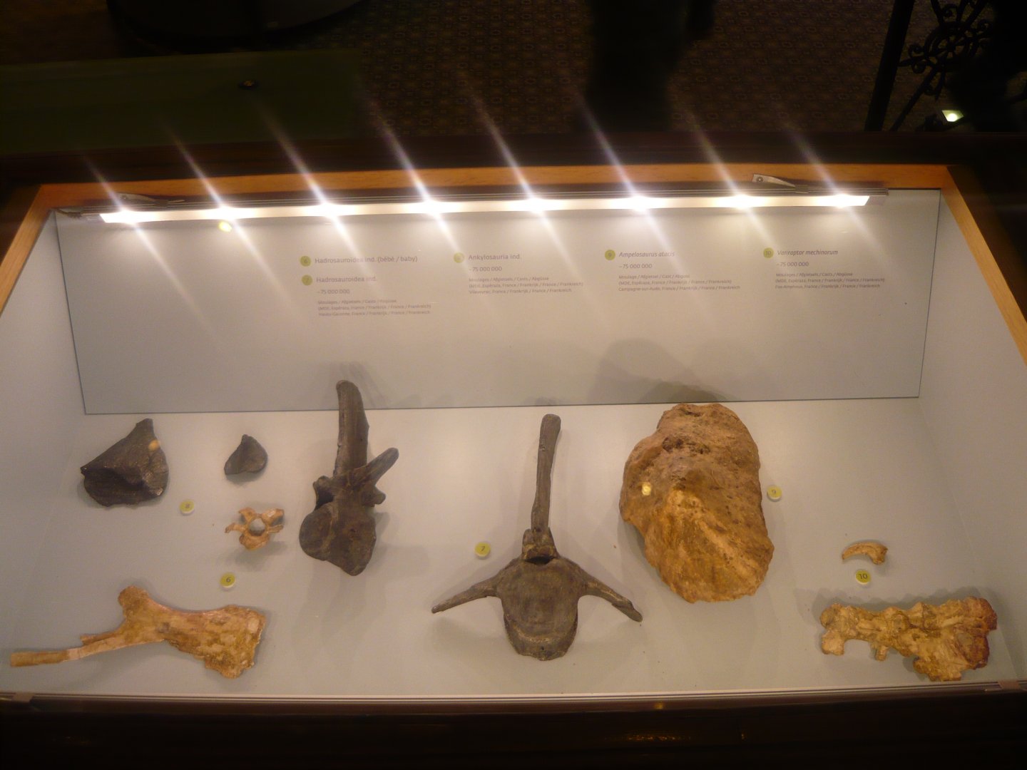 Late Cretaceous dinosaurs of France