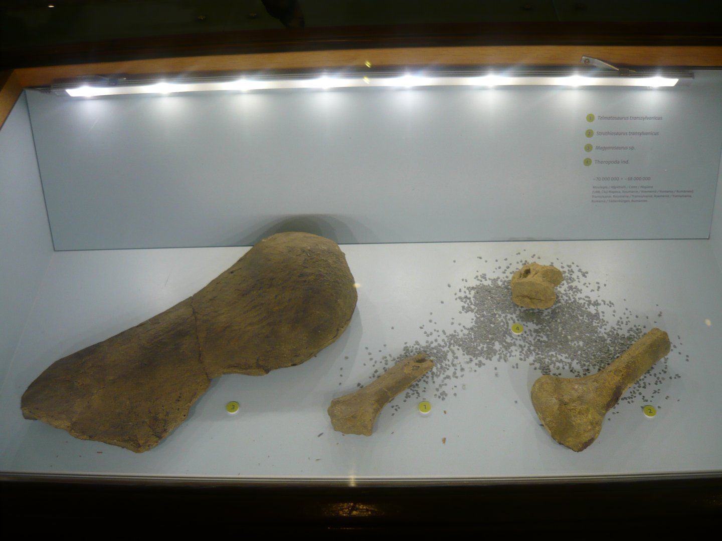 Late Cretaceous dinosaurs of Romania