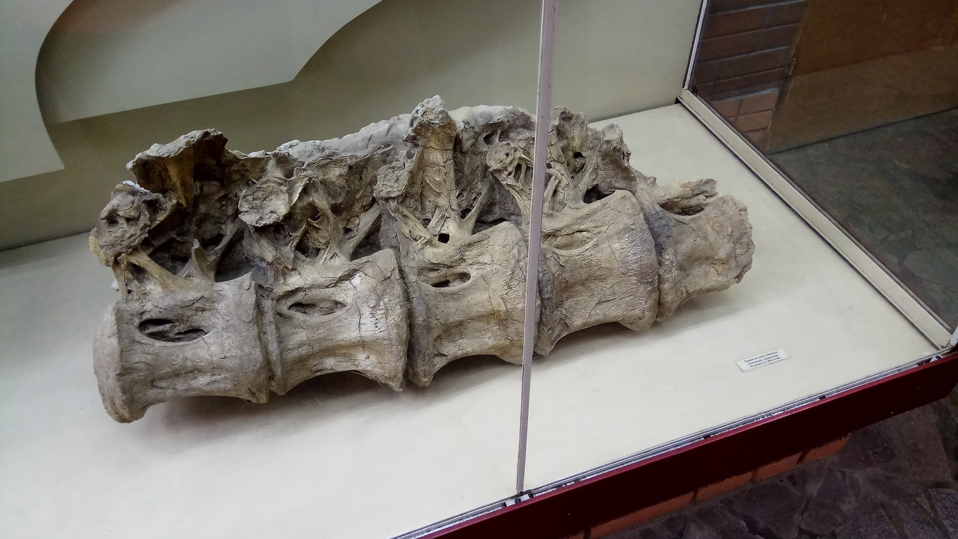 Late Cretaceous sauropod dorsal vertebrae from Mongolia