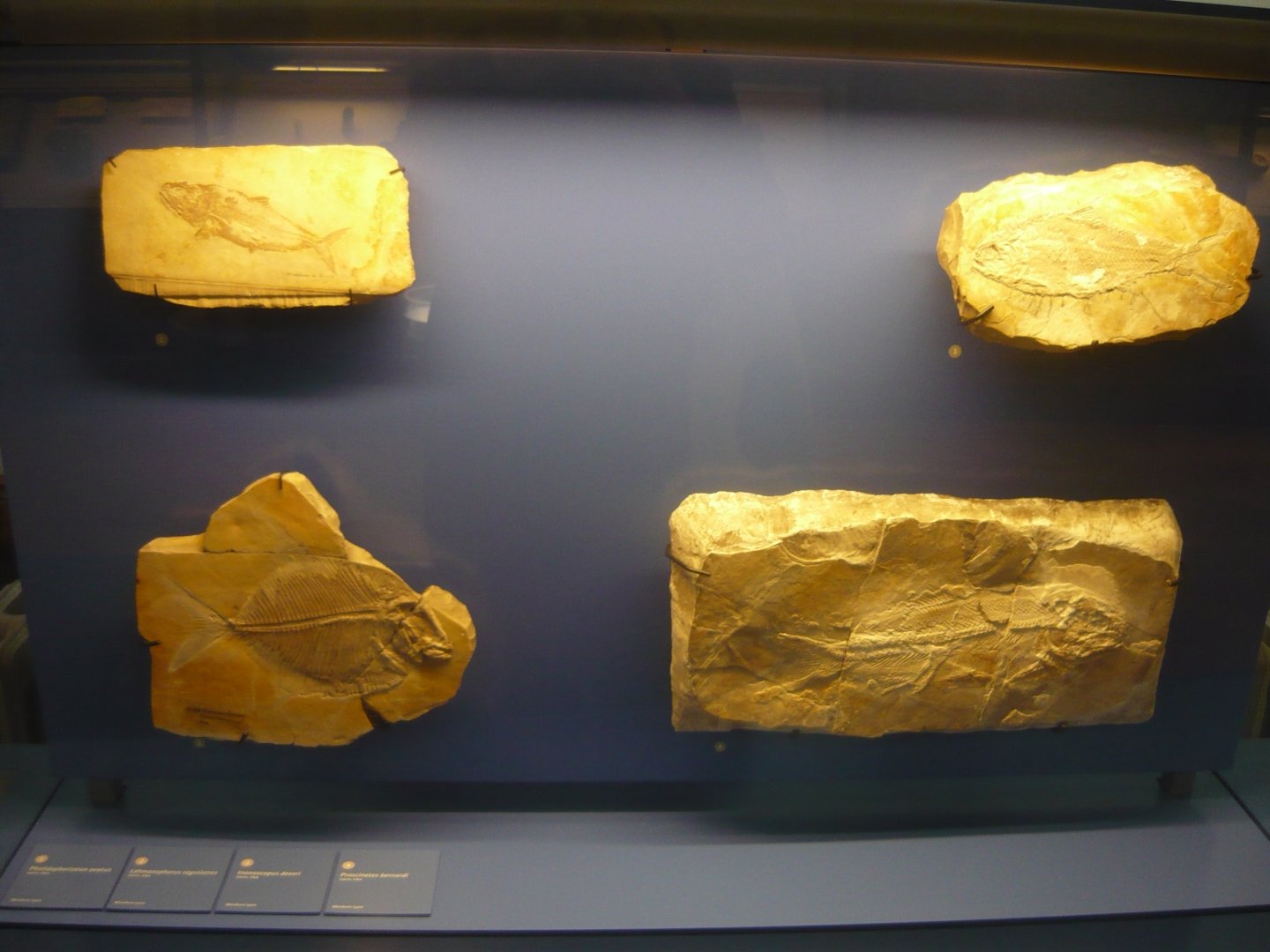 Late Jurassic fishes