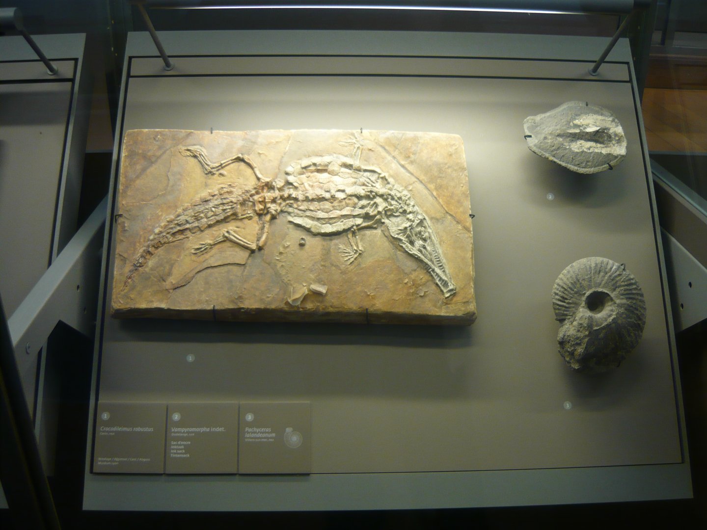 Late Jurassic marine life