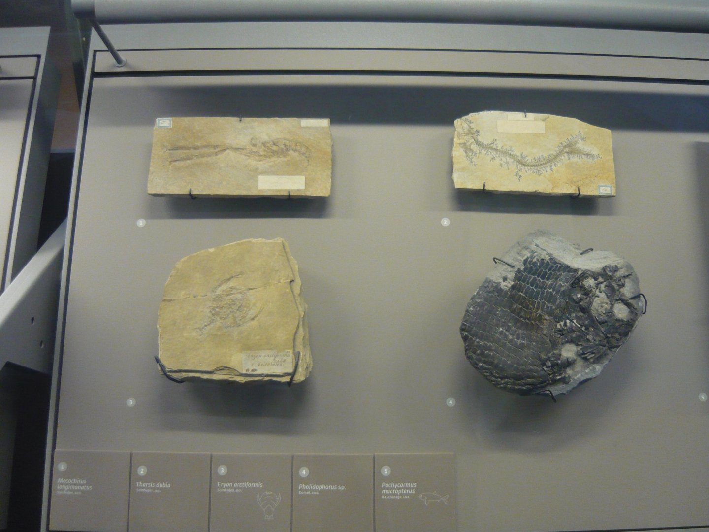 Late Jurassic marine life