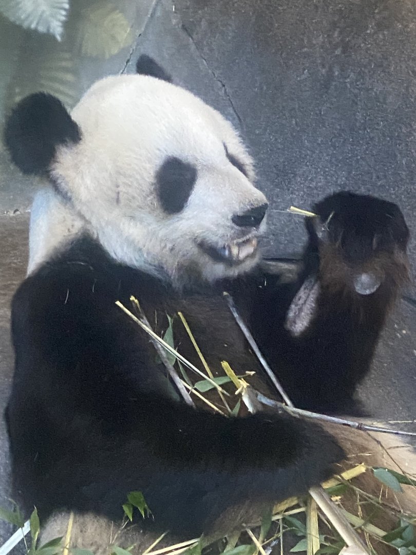 Late Le Le Memphis Zoo