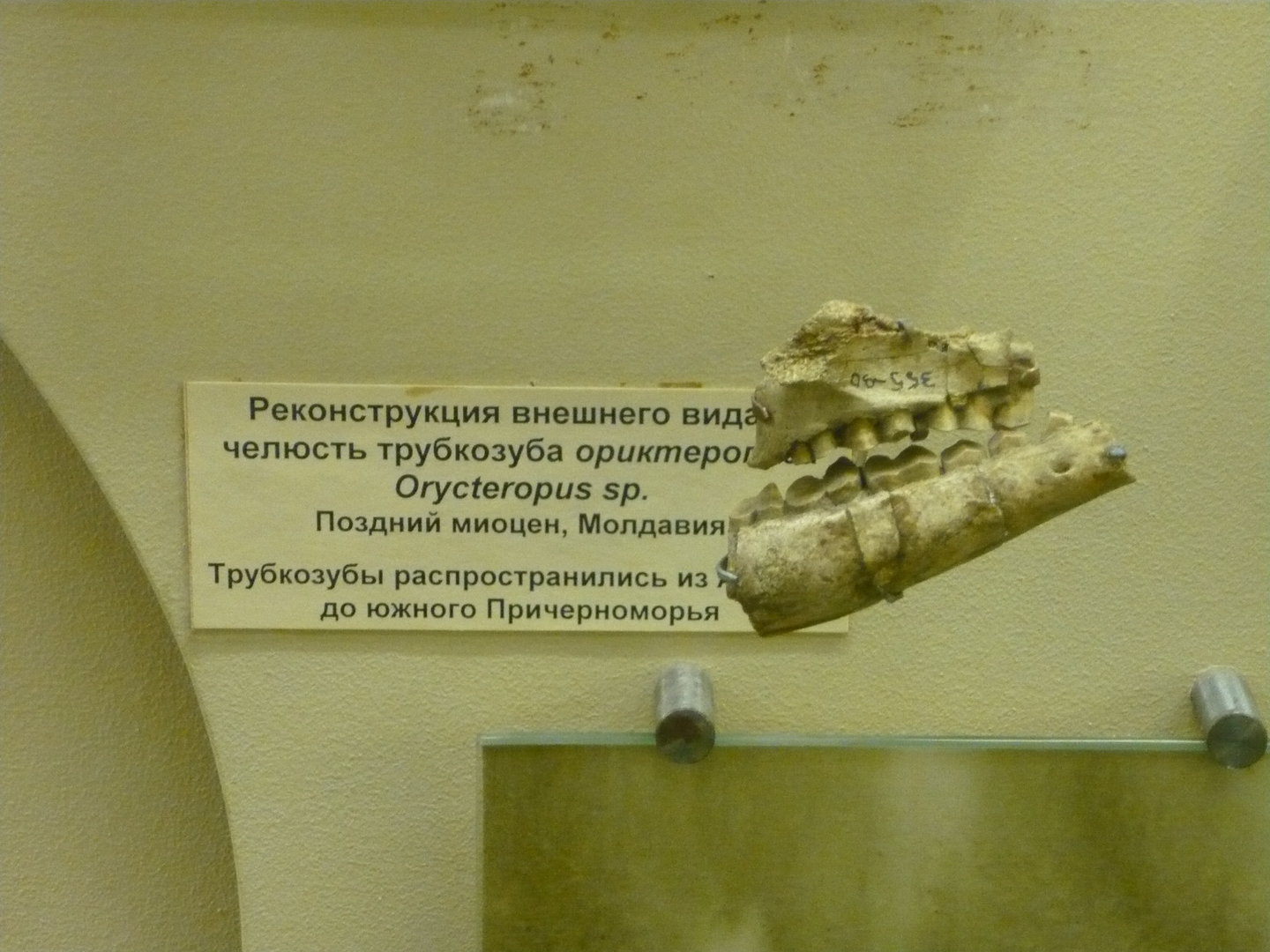 Late Miocene aardvark jaw bones with teeth