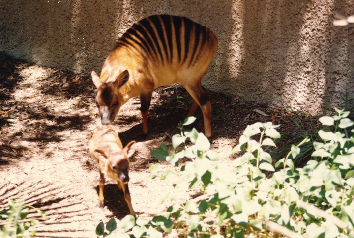 Late Stephan Romo's picture: Zebra Duiker Nina with calf