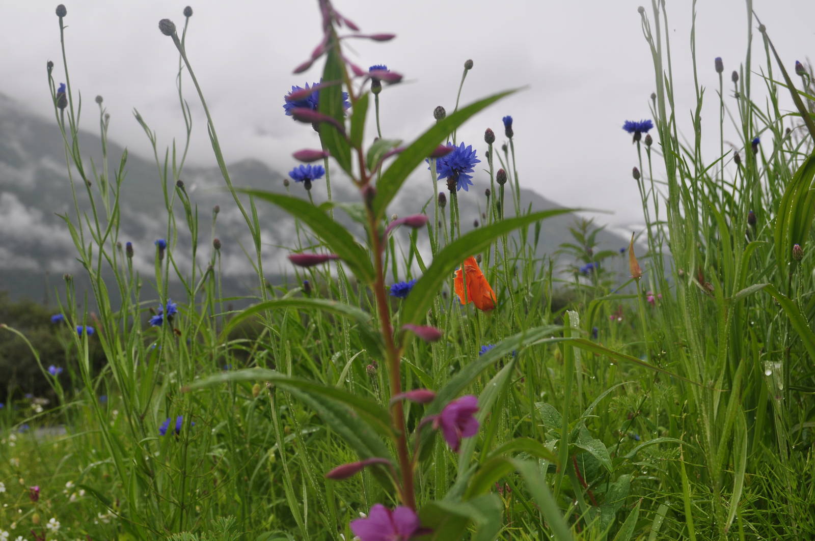 Late Summer Wild Flowers