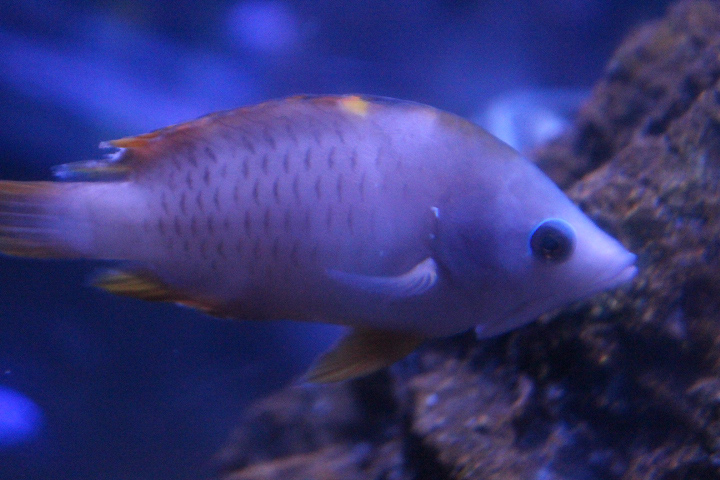 Latent sling-jaw wrasse (Epibulus brevis)