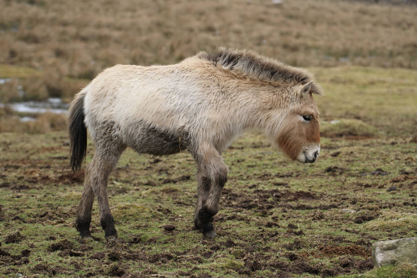 Latest Addition to the Przewalski's Wild Horse collection