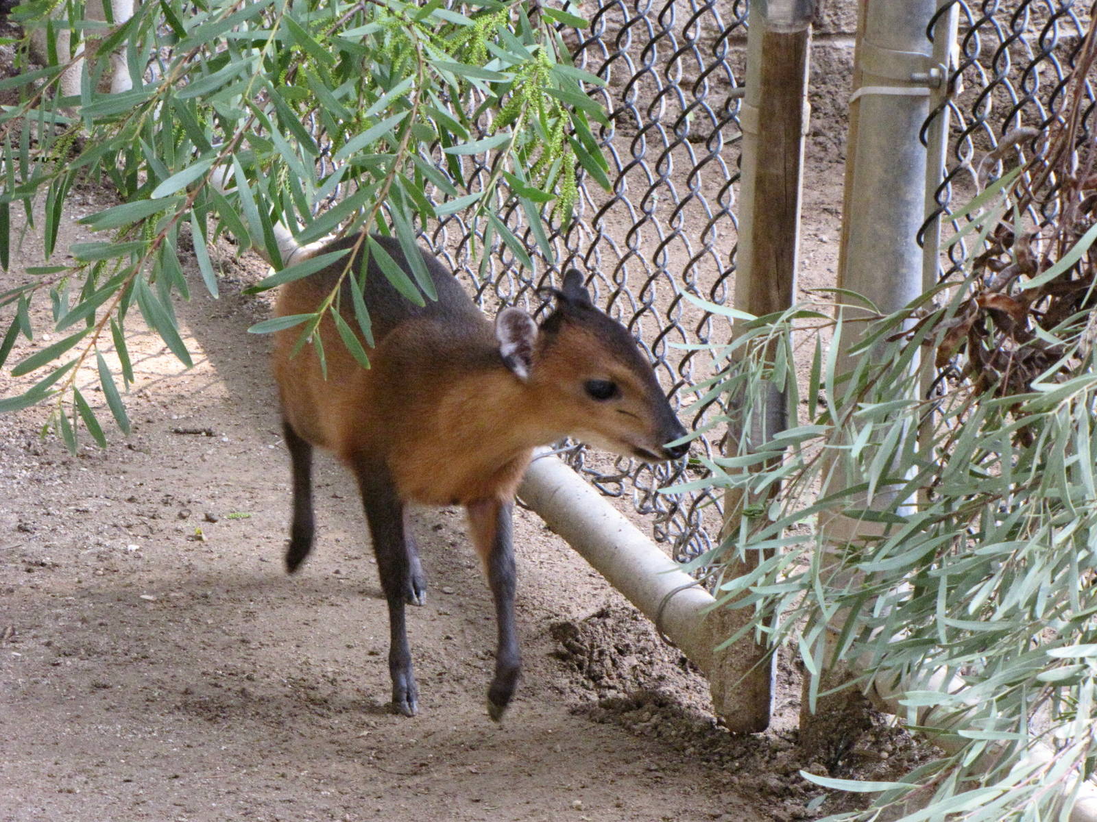 Latest Baby Red-flanked Duiker