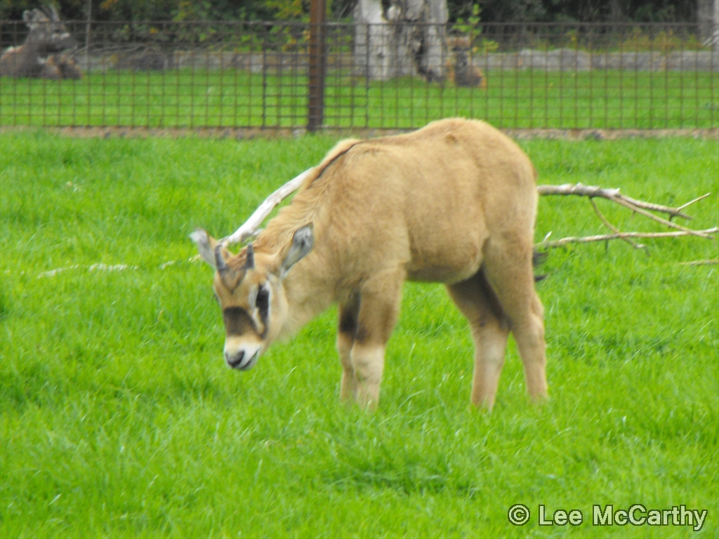 Latest Gembsbok Calf 5th September 2010