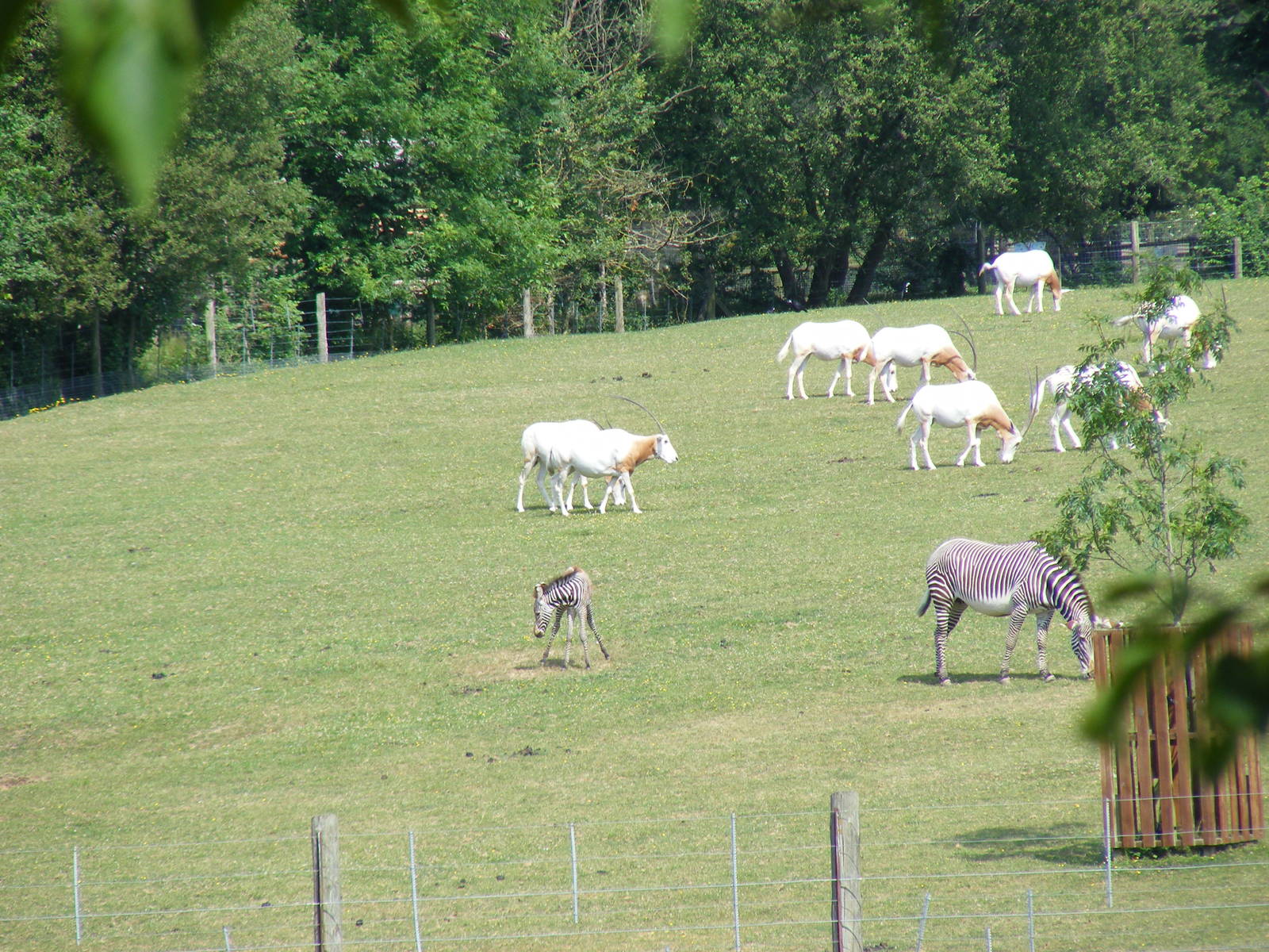 Latest Grevy's zebra foal with scimitar-horned oryxes at Marwell Wildlife,