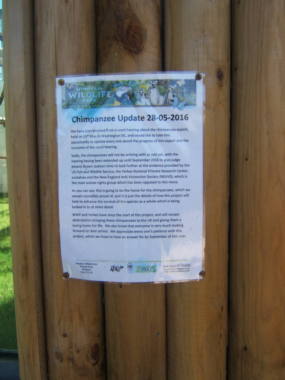 Latest news on the Chimps