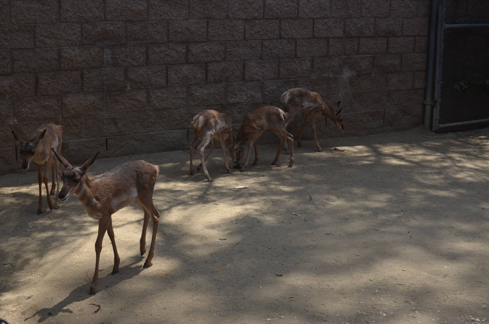 Latest Peninsular Pronghorn Offspring