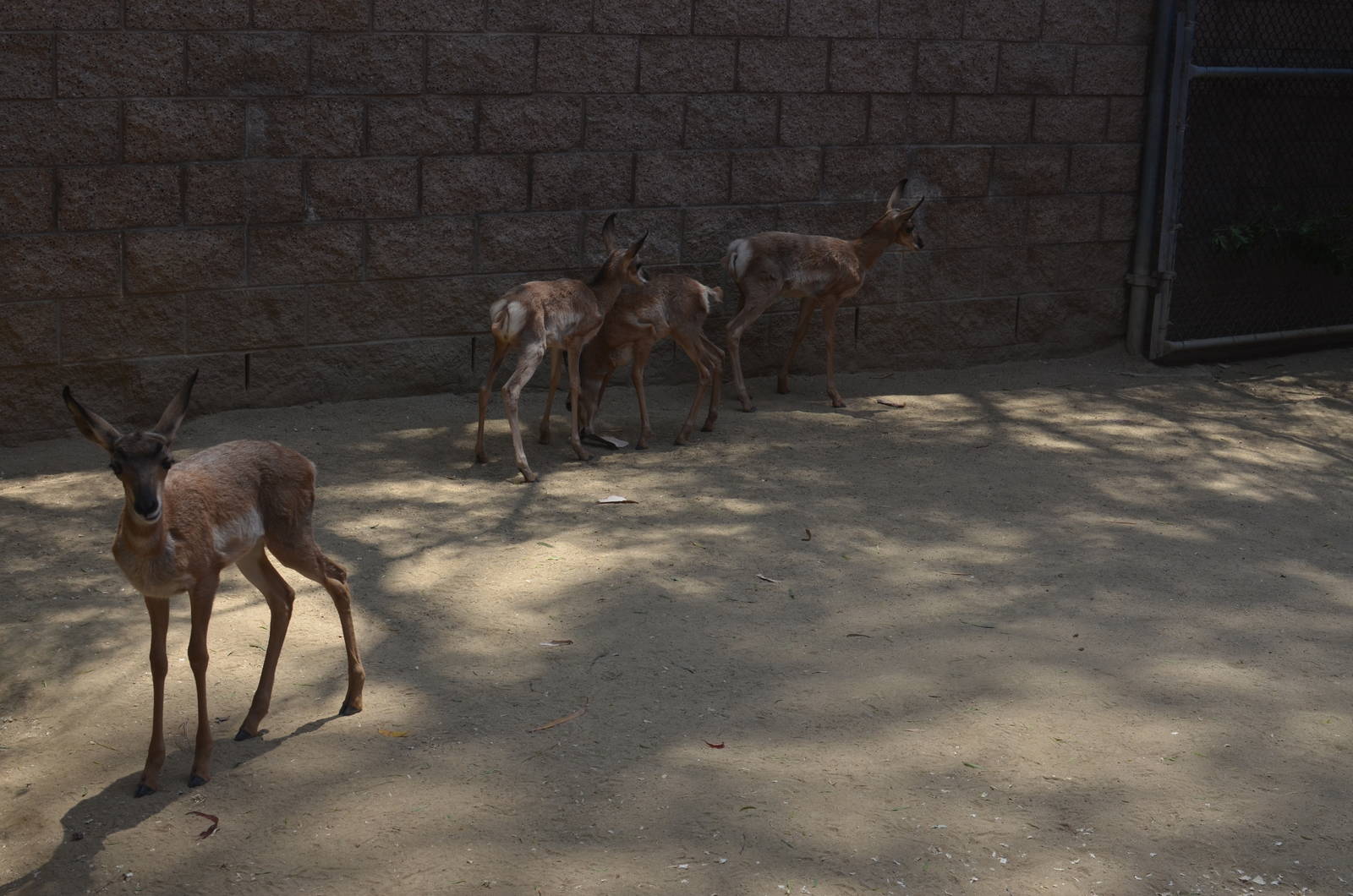 Latest Peninsular Pronghorn Offspring