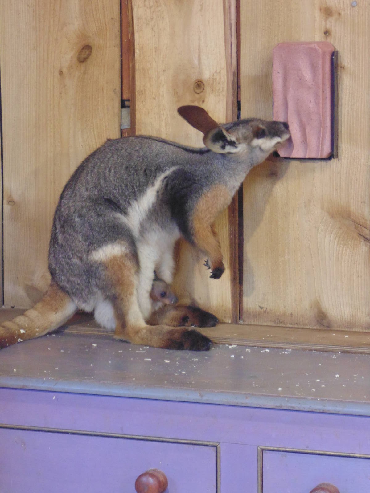 Latest Yellow Footed Rock Wallaby