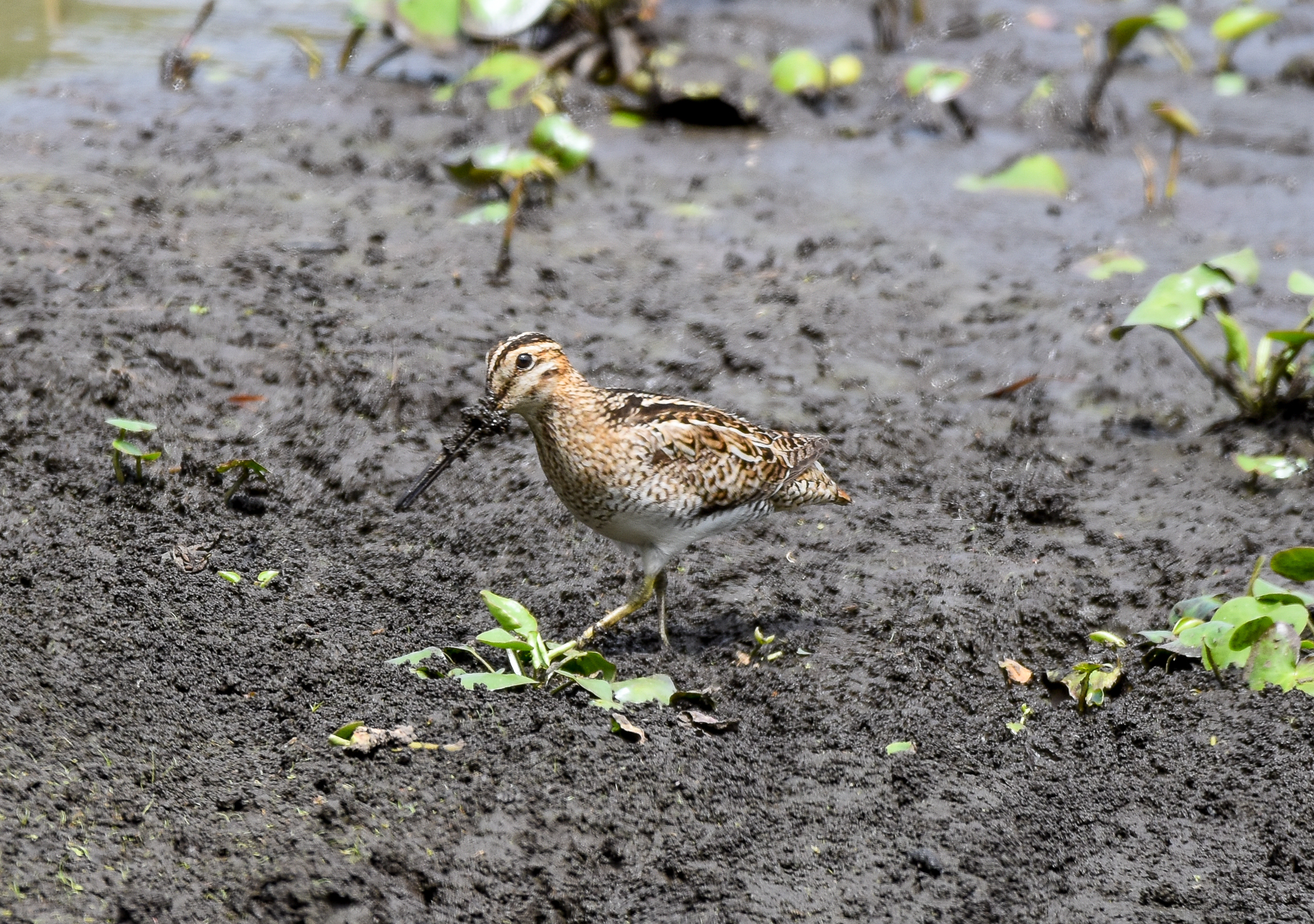Latham's/Japanese Snipe
