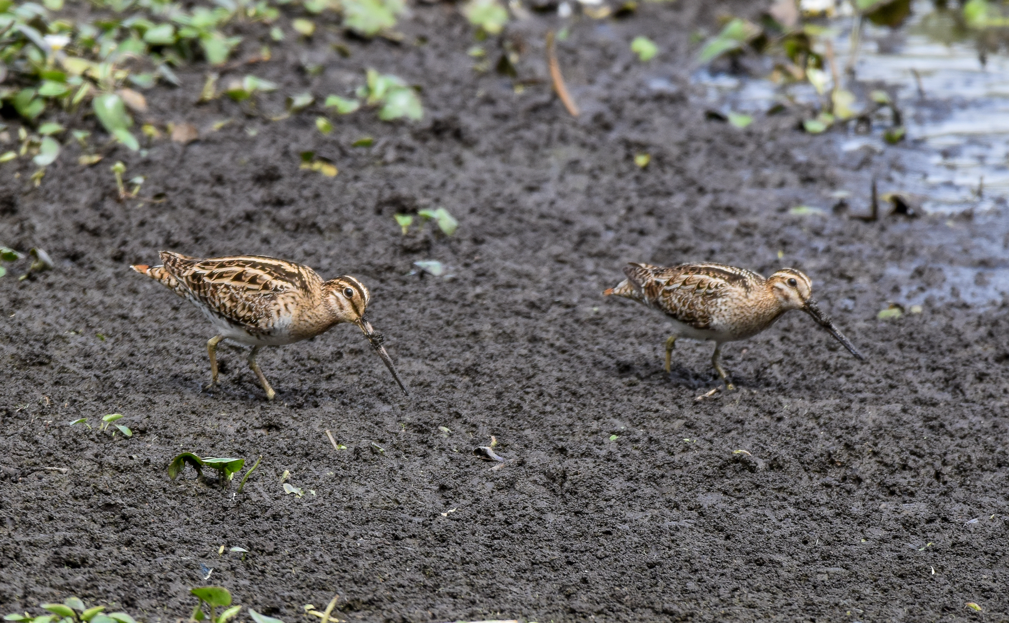 Latham's/Japanese Snipes
