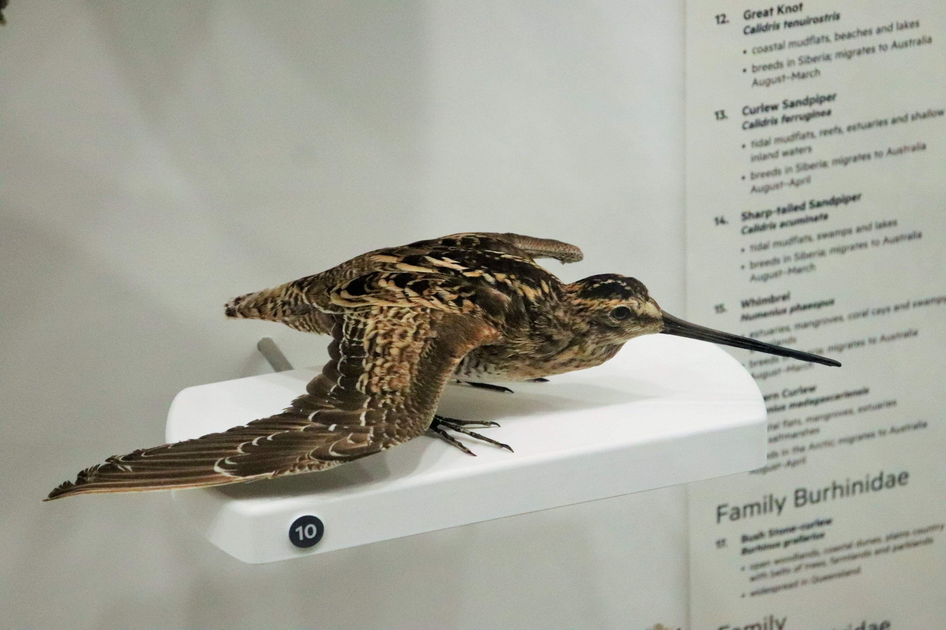 Latham's Snipe (Gallinago hardwickii)