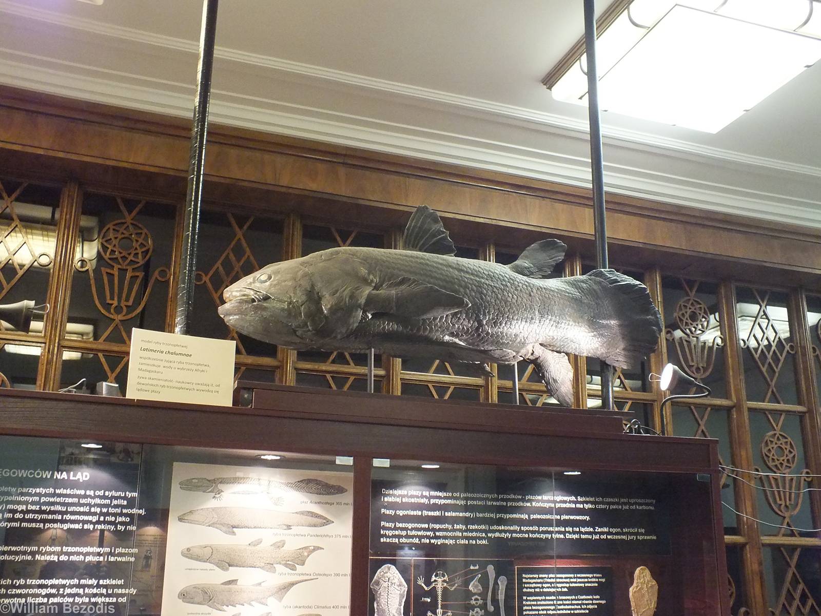 Latimeria Chalumnae Model - Warsaw Museum of Evolution