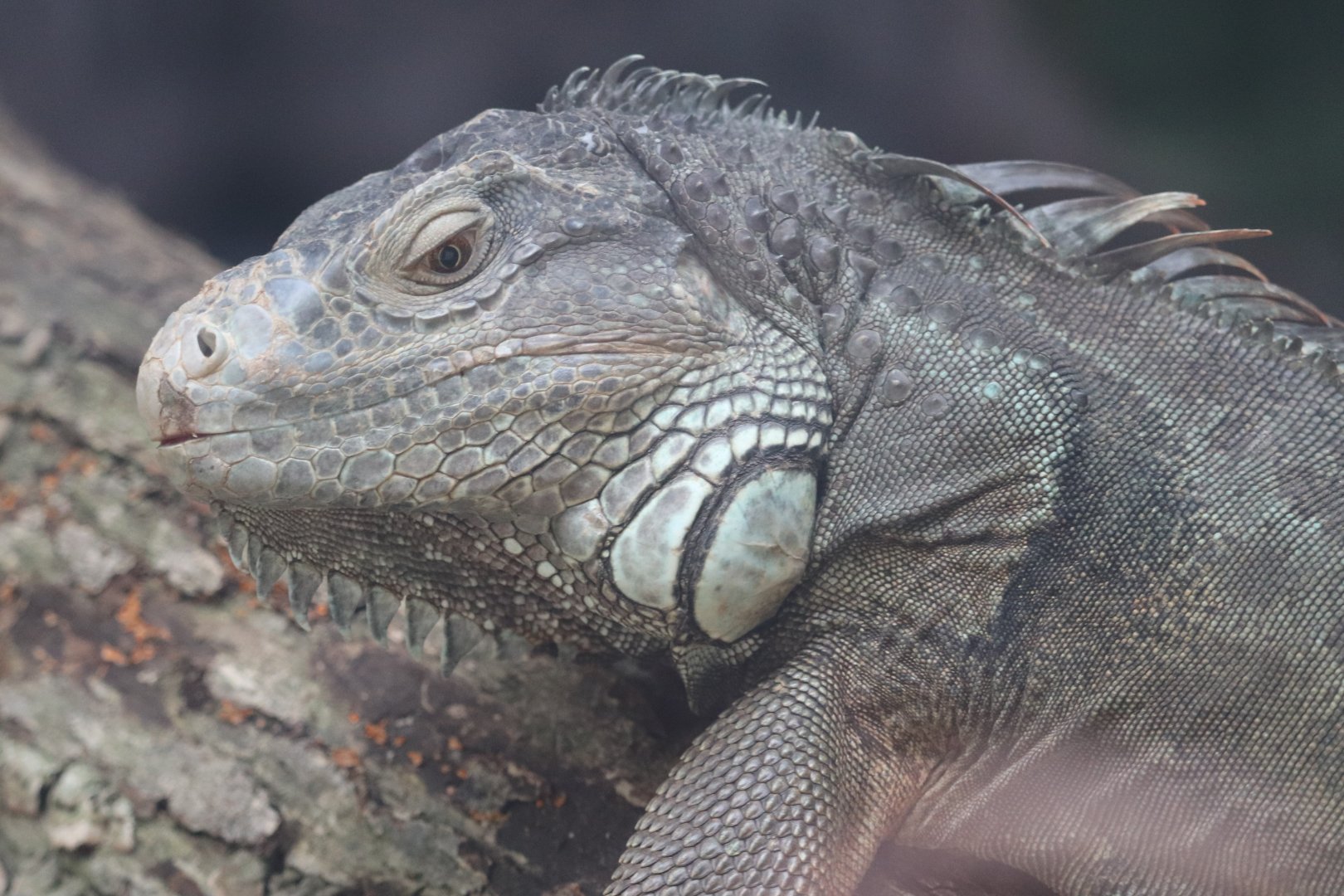 Latin America - Green Iguana