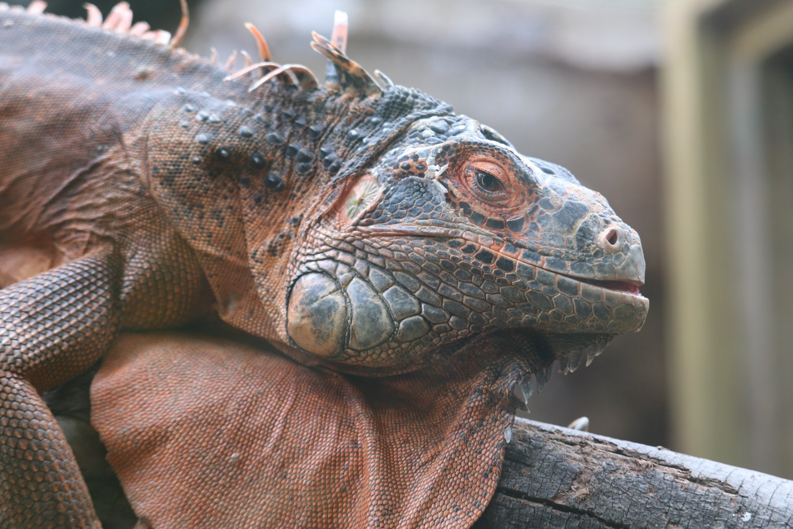 Latin America - Iguana