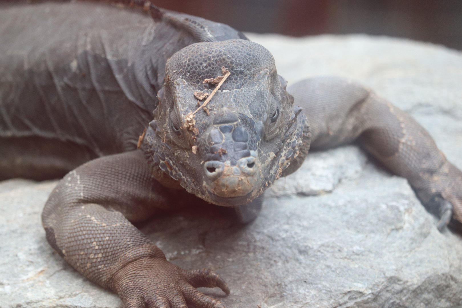 Latin America - Rhinoceros Iguana