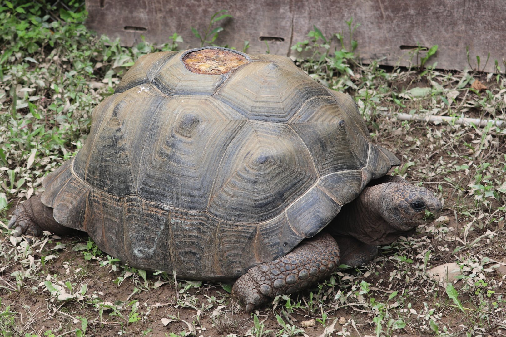 Latin America - Tortoise