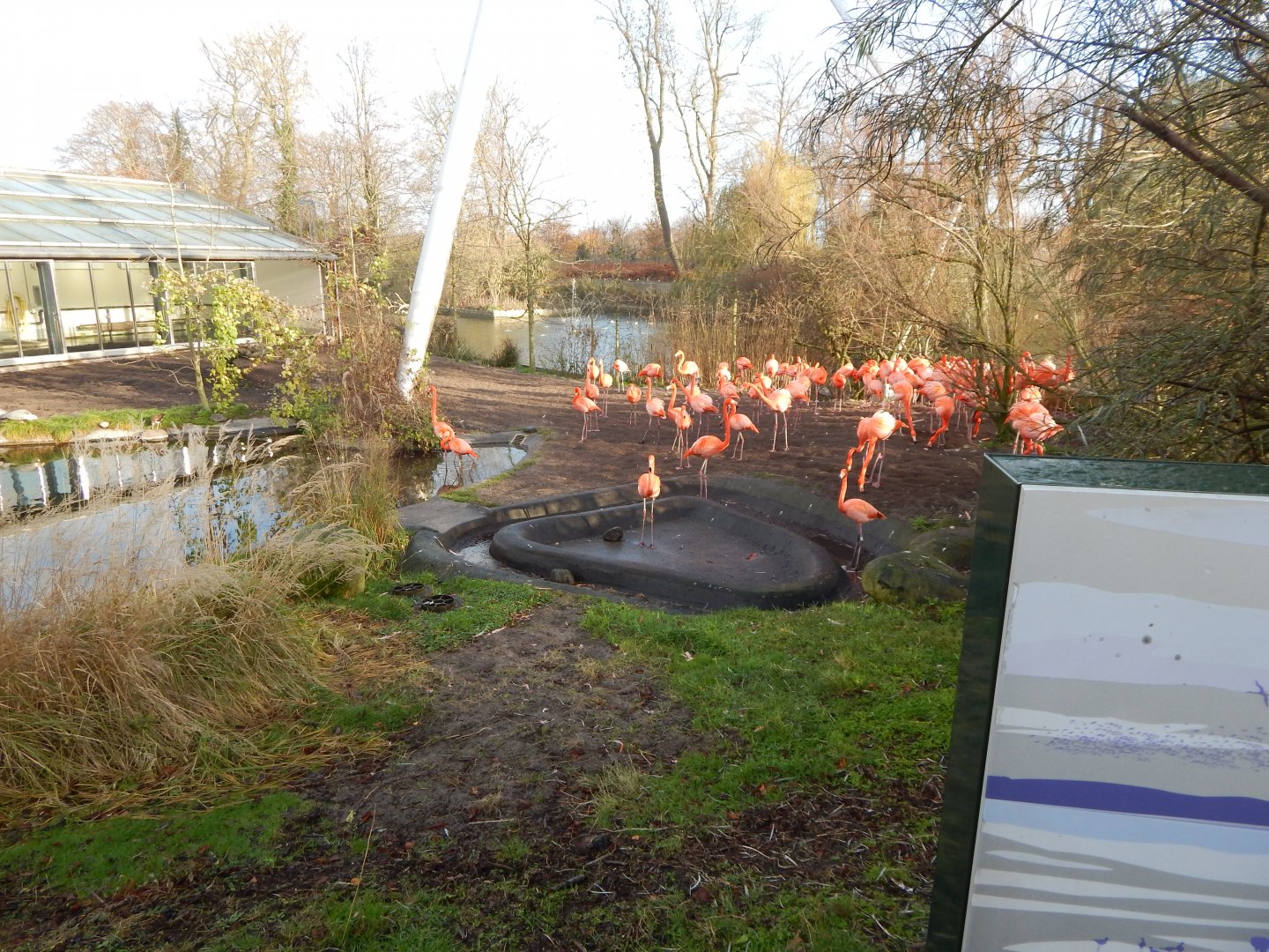 Latin American aviary 261124