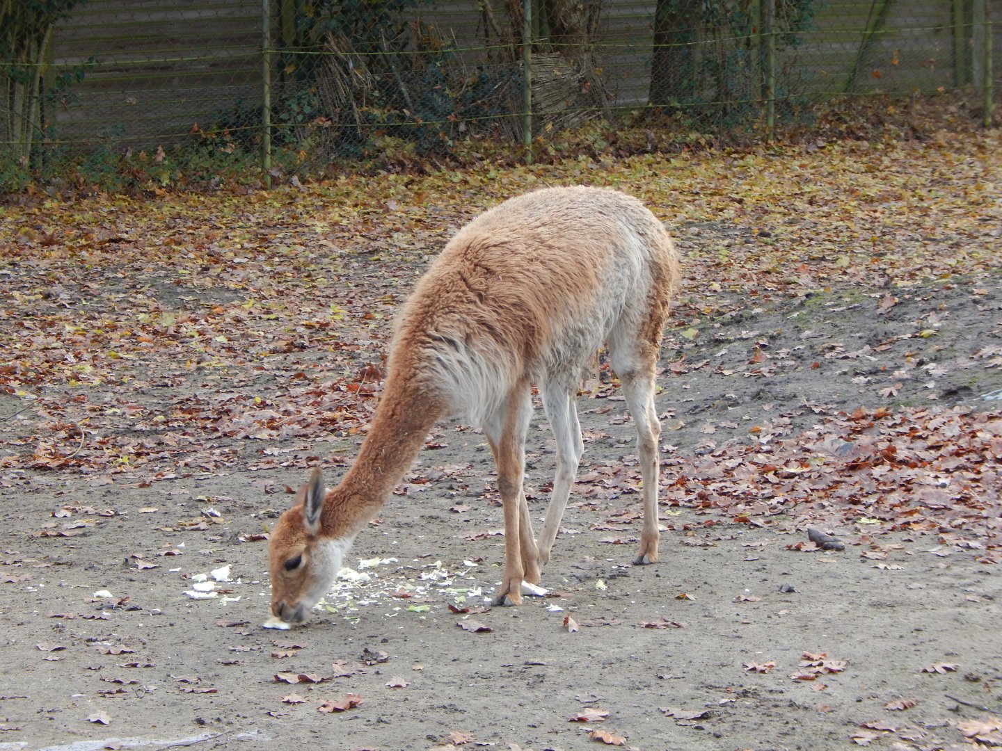Latin American mixed exhibit - Vicuna 261124