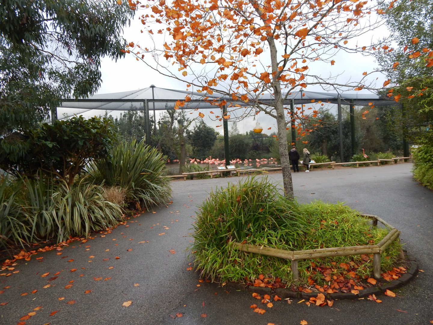 Latin American Wetland Aviary 181021