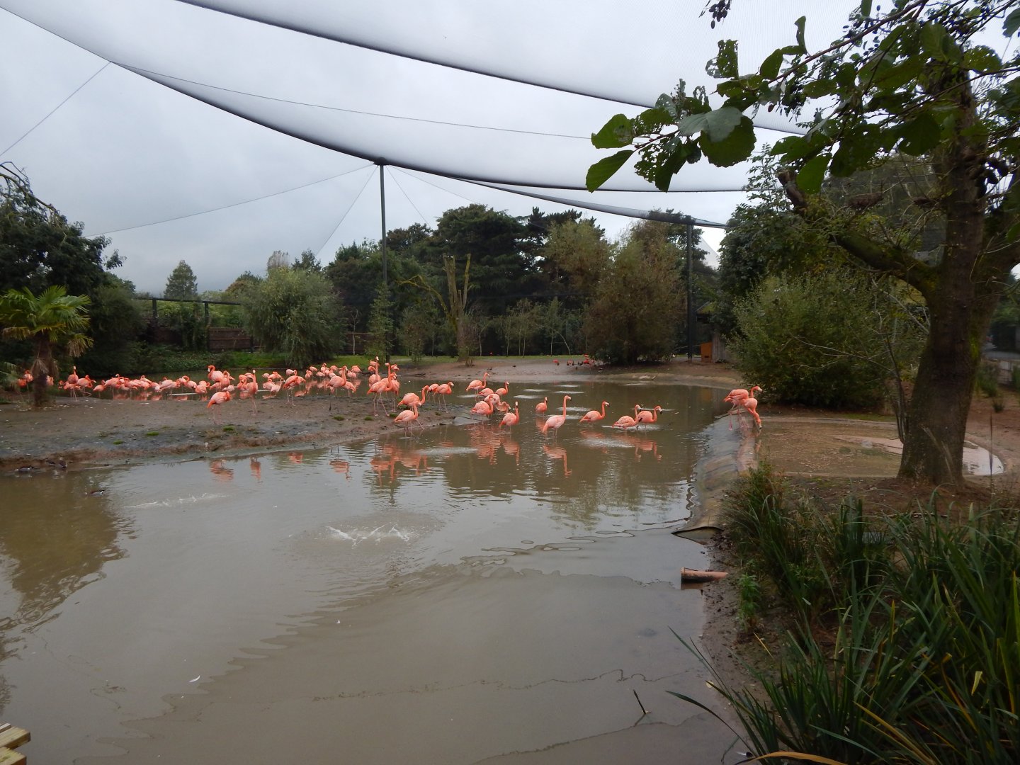 Latin American Wetland Aviary 181021