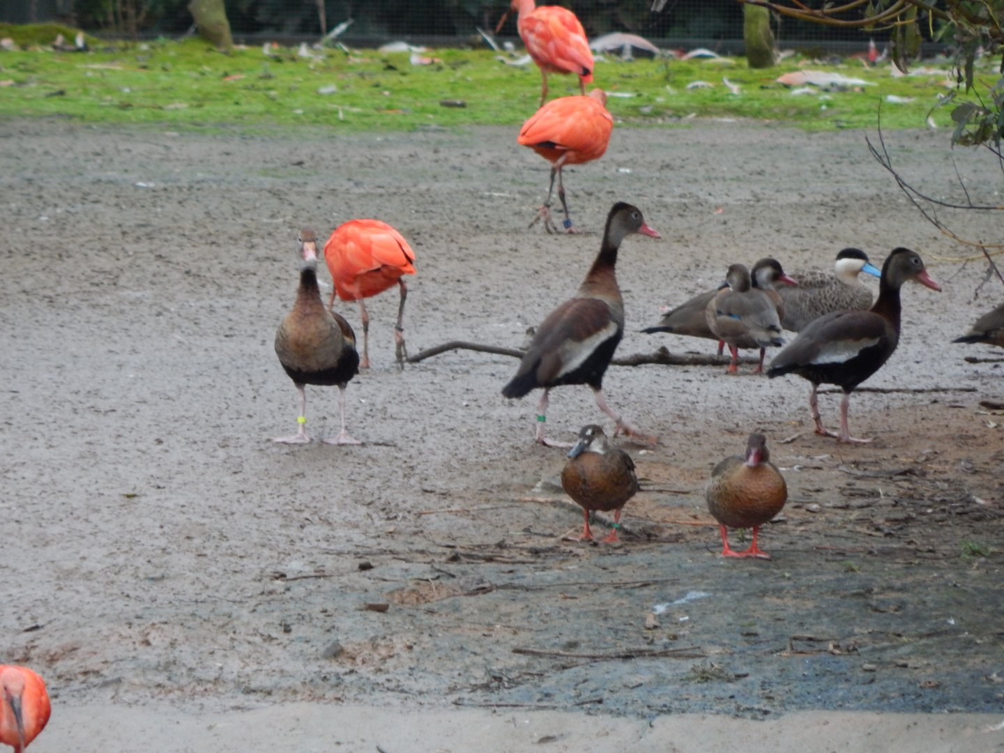 Latin American Wetland Aviary 181021