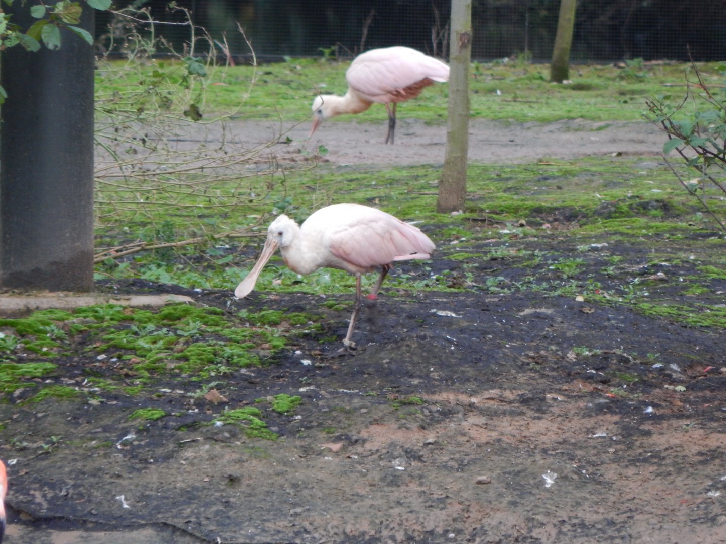 Latin American Wetland Aviary - Roseate spoonbill 181021