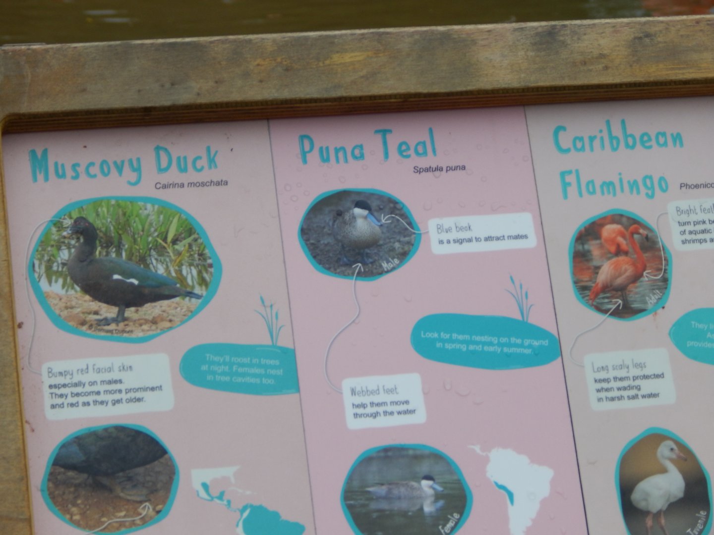 Latin American Wetland Aviary signage 181021