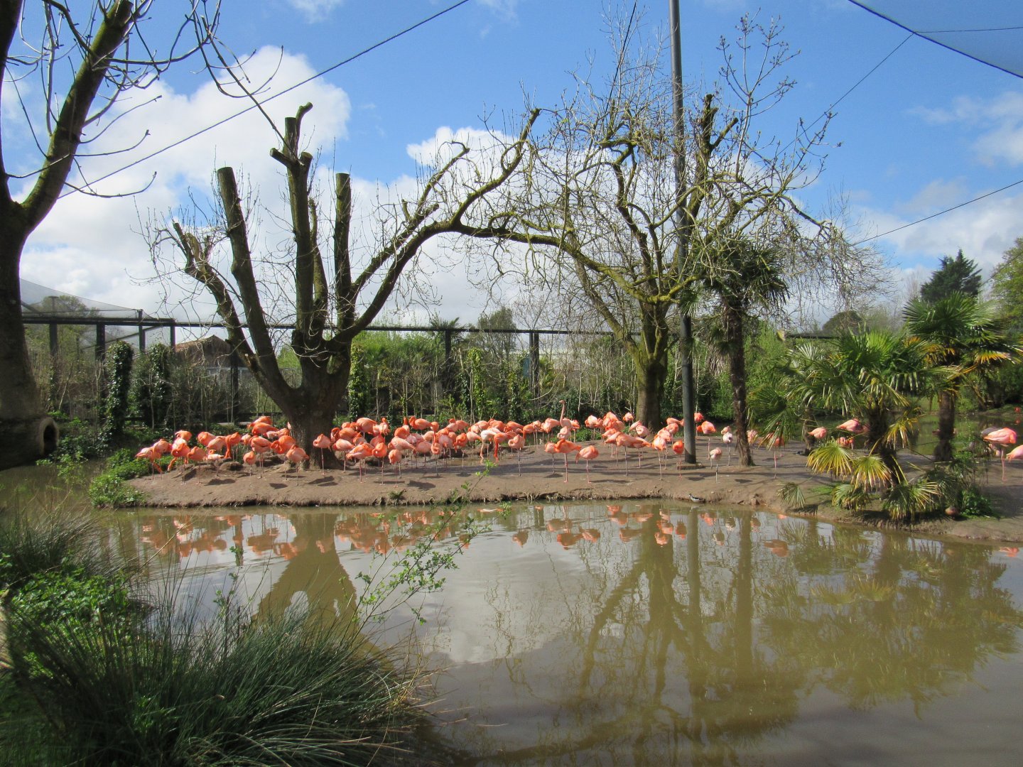 Latin American Wetland Aviary