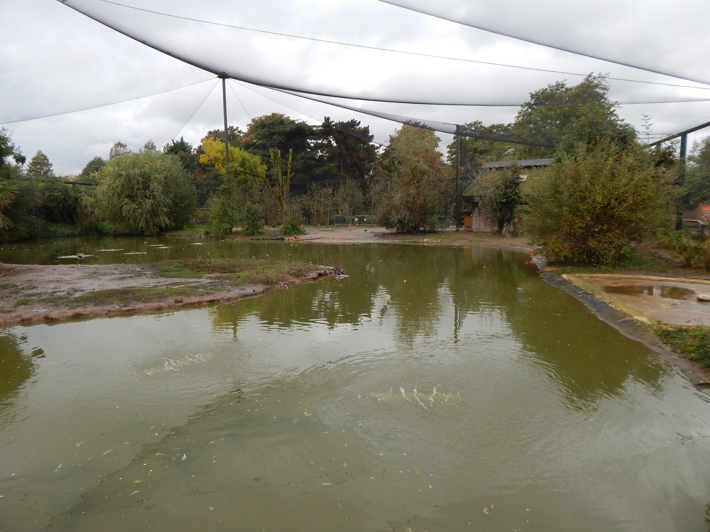 Latin American Wetlands Aviary 221022