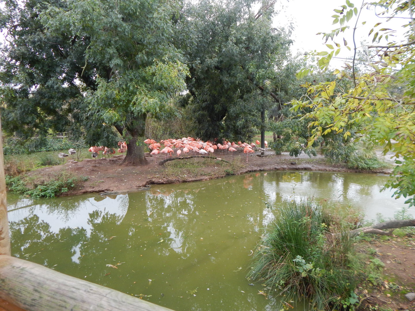 Latin American Wetlands Aviary 221022